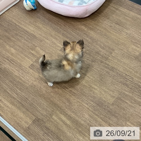 埼玉県のチワワ(ロング) (ペッツワン 吉川美南店/2026年7月19日生まれ/男の子/フォーンホワイト)の子犬の3枚目の画像