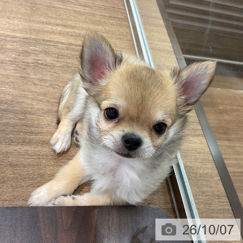 埼玉県のチワワ(ロング) (ペッツワン 吉川美南店/2026年7月19日生まれ/男の子/フォーンホワイト)の子犬の3枚目の画像