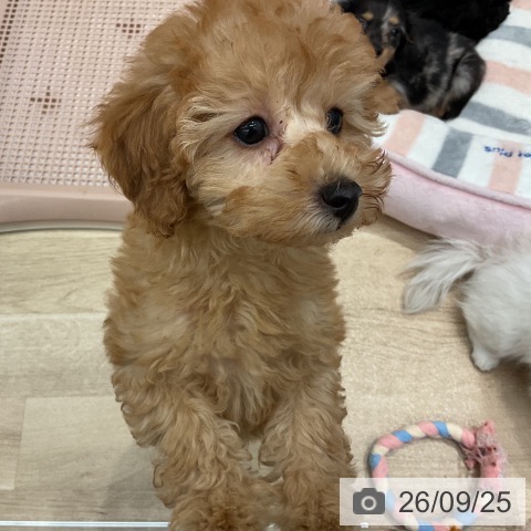 群馬県のトイプードル(トイ) (ペットプラス イオンモール太田店/2026年7月19日生まれ/女の子/アプリコット)の子犬の3枚目の画像