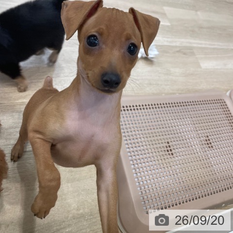 ミニチュア・ピンシャーの写真