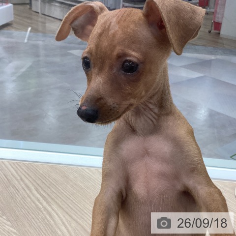 ミニチュア・ピンシャーの写真