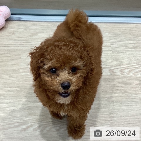 千葉県のトイプードル(トイ) (ペットプラス 柏店/2026年7月15日生まれ/男の子/レッド)の子犬の3枚目の画像