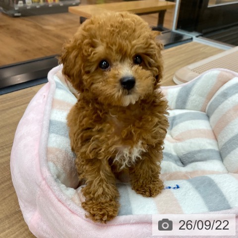 東京都のトイプードル(トイ) (ペッツワン 青梅インター店/2026年7月15日生まれ/男の子/レッド)の子犬の4枚目の画像