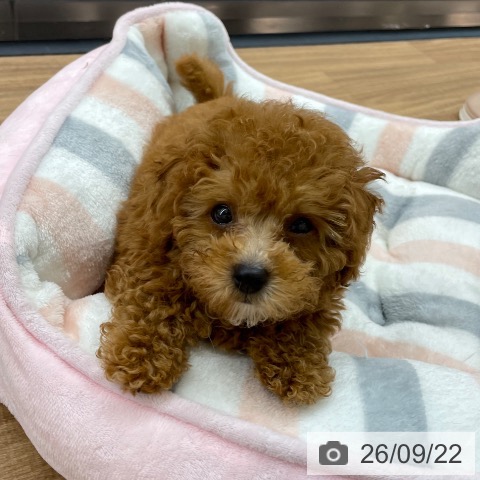 東京都のトイプードル(トイ) (ペッツワン 青梅インター店/2026年7月15日生まれ/男の子/レッド)の子犬の3枚目の画像