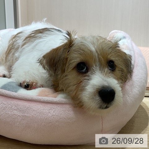神奈川県のジャックラッセルテリア (ペットプラス モザイクモール港北店/2026年7月15日生まれ/女の子/ホワイトタン)の子犬の4枚目の画像