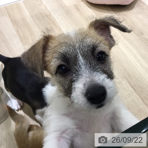 宮城県のジャックラッセルテリア (ペットプラス 仙台上杉店/2026年7月15日生まれ/女の子/ホワイトタン)の子犬の4枚目の画像