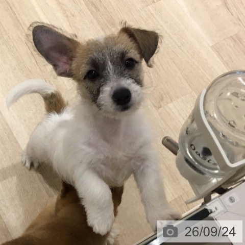 宮城県のジャックラッセルテリア (ペットプラス 仙台上杉店/2026年7月15日生まれ/女の子/ホワイトタン)の子犬の3枚目の画像