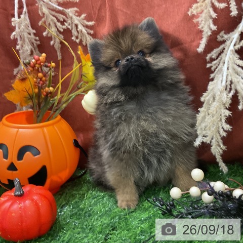 ポメラニアンの写真