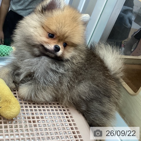 千葉県のポメラニアン (ペットプラス 船橋店/2026年7月20日生まれ/男の子/オレンジ)の子犬の4枚目の画像