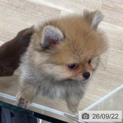 千葉県のポメラニアン (ペットプラス 船橋店/2026年7月20日生まれ/男の子/オレンジ)の子犬の3枚目の画像