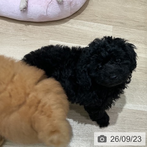 宮城県のトイプードル(トイ) (ペットプラス 仙台泉大沢店/2026年7月18日生まれ/女の子/ブラック)の子犬の3枚目の画像
