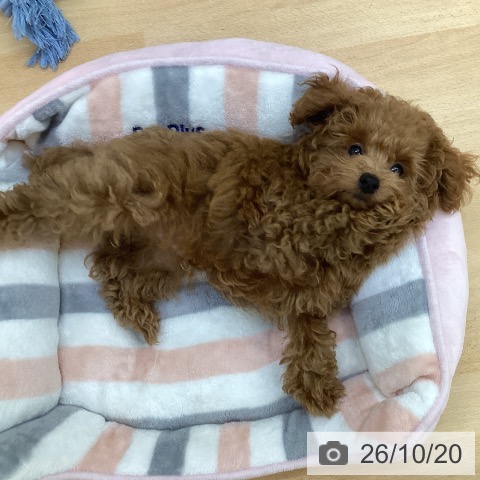 埼玉県のトイプードル(トイ) (ペットプラス 羽生店/2026年7月20日生まれ/男の子/レッドフォーン)の子犬の4枚目の画像