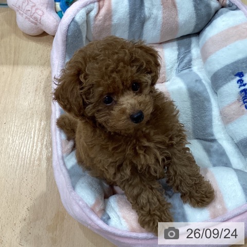埼玉県のトイプードル(トイ) (ペットプラス 羽生店/2026年7月20日生まれ/男の子/レッドフォーン)の子犬の4枚目の画像