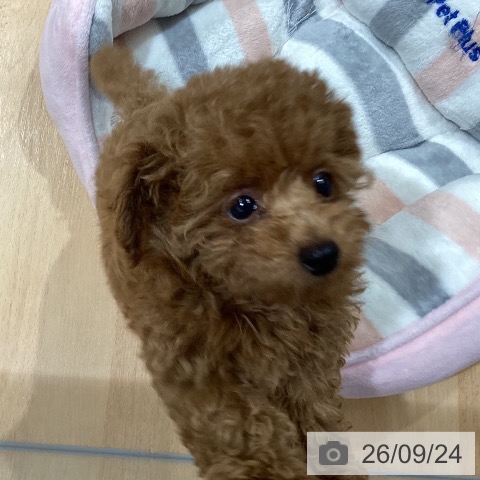 埼玉県のトイプードル(トイ) (ペットプラス 羽生店/2026年7月20日生まれ/男の子/レッドフォーン)の子犬の3枚目の画像