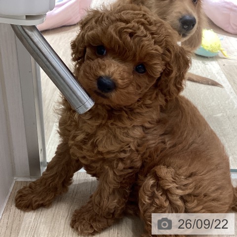 宮城県のトイプードル(トイ) (ペットプラス 仙台上杉店/2026年7月19日生まれ/女の子/レッド)の子犬の3枚目の画像