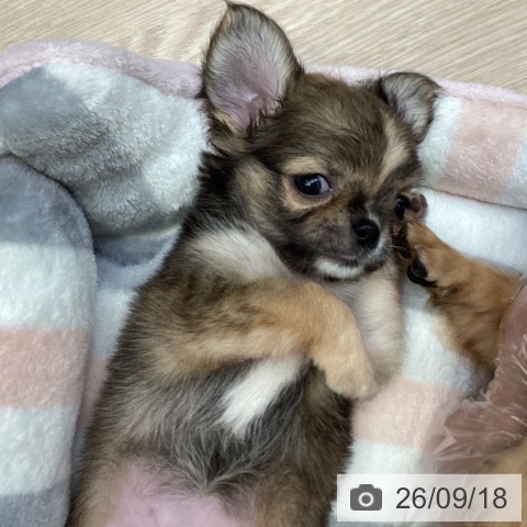 チワワの写真