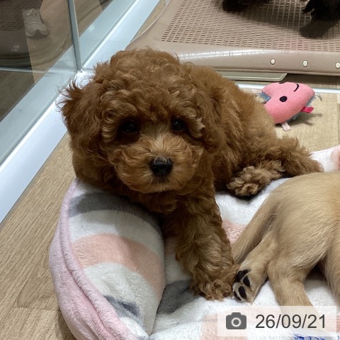 宮城県のトイプードル(トイ) (ペットプラス 名取店/2026年7月20日生まれ/男の子/レッド)の子犬の3枚目の画像