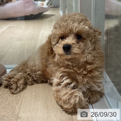 神奈川県のトイプードル(トイ) (ペットプラス 湘南平塚店/2026年7月20日生まれ/男の子/アプリコット)の子犬の3枚目の画像