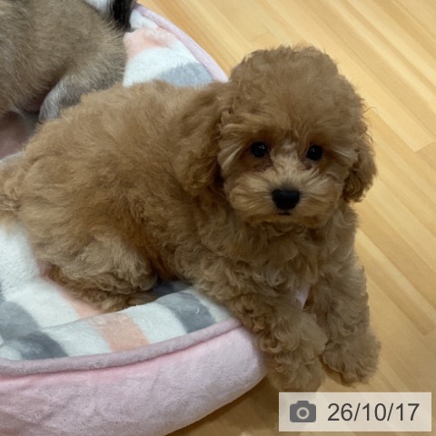 埼玉県のトイプードル(トイ) (ペットプラス 与野店/2026年7月20日生まれ/女の子/アプリコット)の子犬の4枚目の画像
