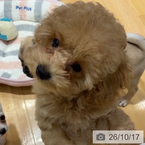 埼玉県のトイプードル(トイ) (ペットプラス 与野店/2026年7月20日生まれ/女の子/アプリコット)の子犬の3枚目の画像