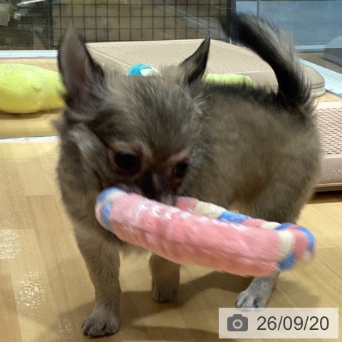 チワワの写真