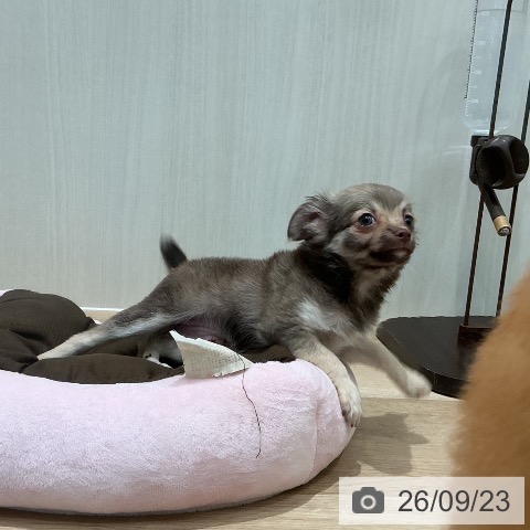 宮城県のチワワ(ロング) (ペットプラス 仙台泉大沢店/2026年7月19日生まれ/女の子/チョコレートフォーンホワイト)の子犬の4枚目の画像