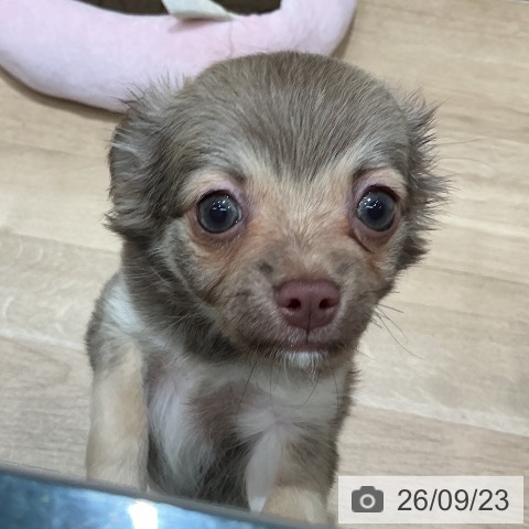宮城県のチワワ(ロング) (ペットプラス 仙台泉大沢店/2026年7月19日生まれ/女の子/チョコレートフォーンホワイト)の子犬の3枚目の画像
