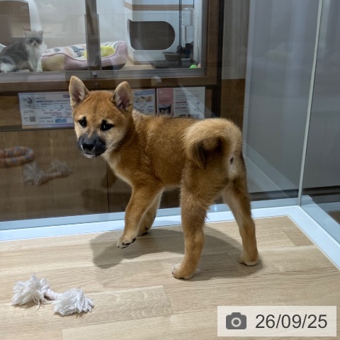 新潟県の柴犬(標準サイズ) (ペットプラス 新潟亀田インター店/2026年7月20日生まれ/男の子/赤)の子犬の4枚目の画像