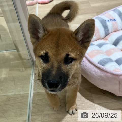 新潟県の柴犬(標準サイズ) (ペットプラス 新潟亀田インター店/2026年7月20日生まれ/男の子/赤)の子犬の3枚目の画像