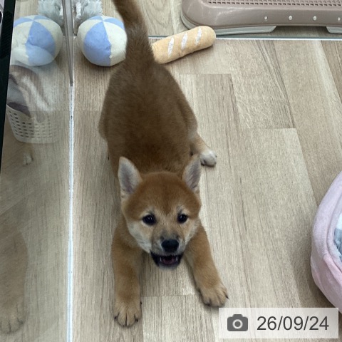 千葉県の柴犬(標準サイズ) (ペットプラス 船橋店/2026年7月20日生まれ/男の子/赤)の子犬の4枚目の画像