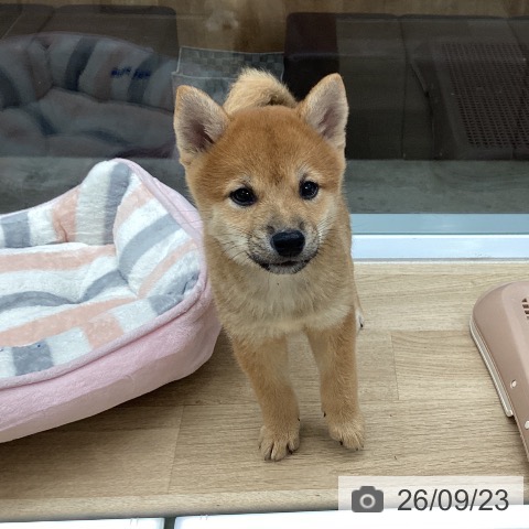 千葉県の柴犬(標準サイズ) (ペットプラス 船橋店/2026年7月20日生まれ/男の子/赤)の子犬の3枚目の画像