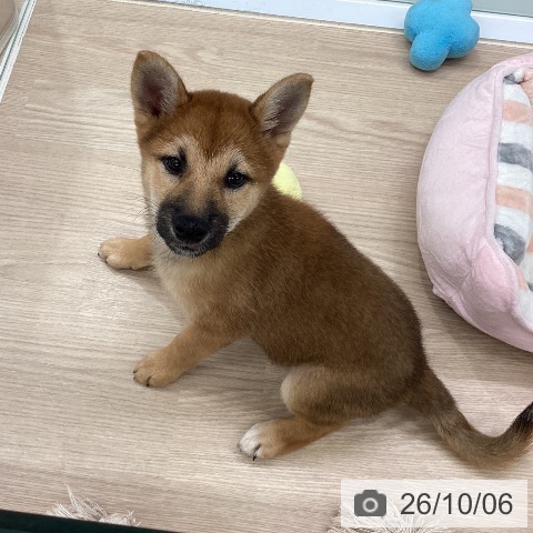 埼玉県の柴犬(標準サイズ) (ペットプラス 上尾店/2026年7月20日生まれ/男の子/赤)の子犬の4枚目の画像