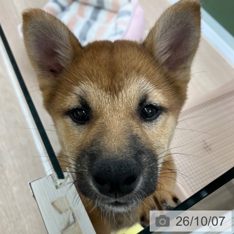 埼玉県の柴犬(標準サイズ) (ペットプラス 上尾店/2026年7月20日生まれ/男の子/赤)の子犬の3枚目の画像