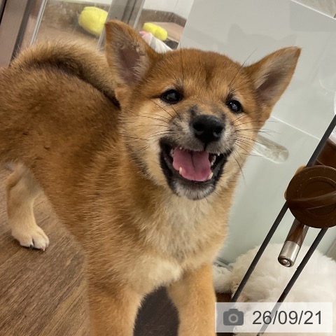 柴の写真