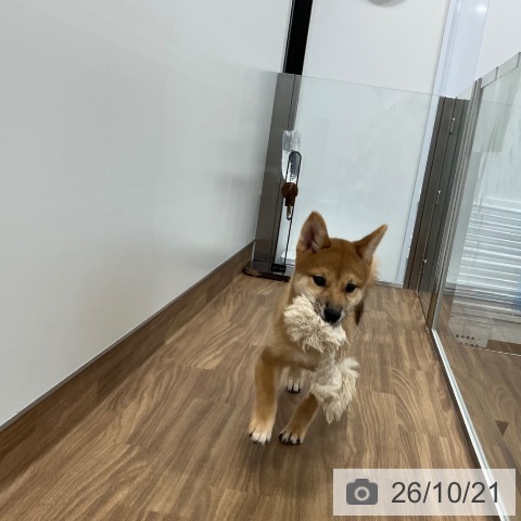 茨城県の柴犬(標準サイズ) (ペッツワン つくば店/2026年7月20日生まれ/女の子/赤)の子犬の4枚目の画像