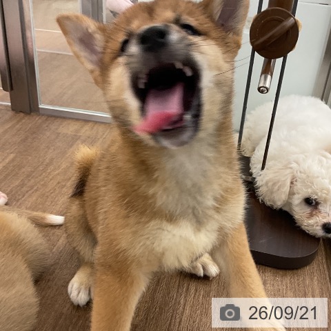 柴の写真