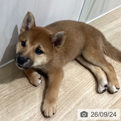 埼玉県の柴犬(標準サイズ) (ペットプラス ピオニウォーク東松山店/2026年7月20日生まれ/女の子/赤)の子犬の4枚目の画像