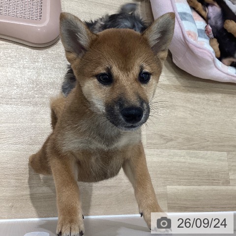 埼玉県の柴犬(標準サイズ) (ペットプラス ピオニウォーク東松山店/2026年7月20日生まれ/女の子/赤)の子犬の3枚目の画像