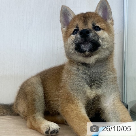 埼玉県の柴犬(標準サイズ) (ペットプラス 八潮店/2026年7月20日生まれ/女の子/赤)の子犬の4枚目の画像