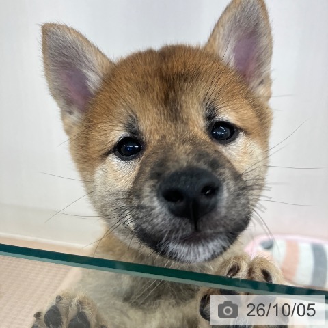 埼玉県の柴犬(標準サイズ) (ペットプラス 八潮店/2026年7月20日生まれ/女の子/赤)の子犬の3枚目の画像