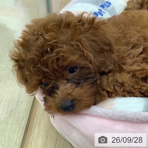 東京都のトイプードル(トイ) (ペットプラス 日の出店/2026年7月17日生まれ/男の子/レッド)の子犬の3枚目の画像