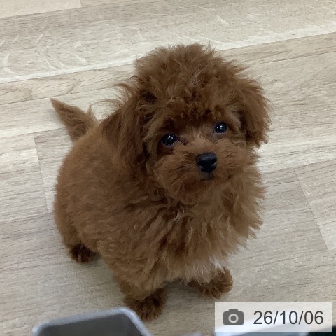 東京都のトイプードル(トイ) (ペットプラス 日の出店/2026年7月17日生まれ/男の子/レッド)の子犬の3枚目の画像