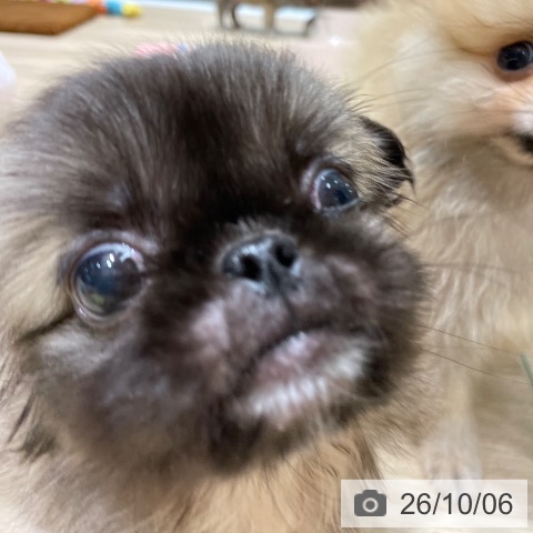 ペキニーズの写真
