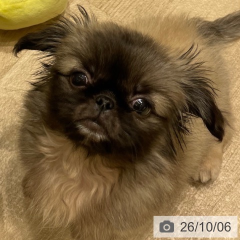 ペキニーズの写真