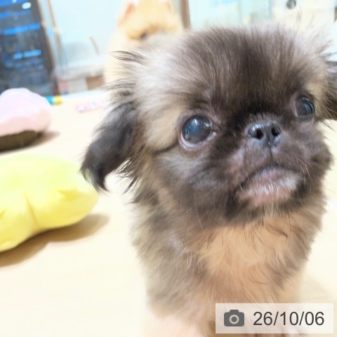 ペキニーズの写真