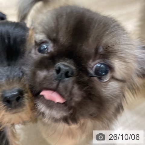 ペキニーズの写真