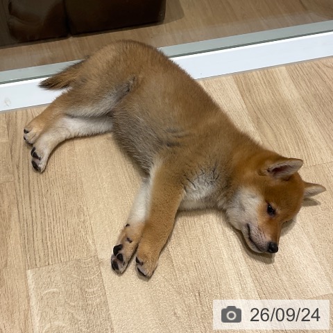 東京都の柴犬(標準サイズ) (ペットプラス 立川高島屋S.C.店/2026年7月22日生まれ/男の子/赤)の子犬の4枚目の画像