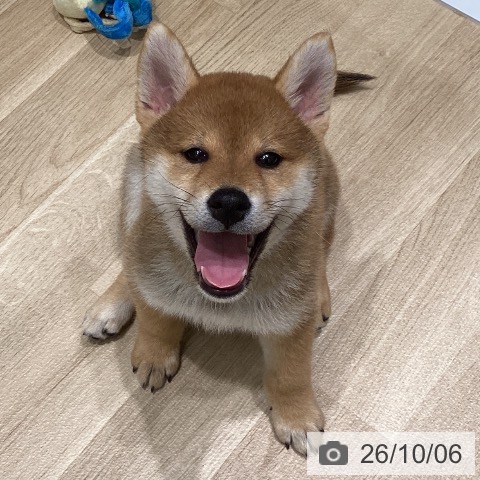東京都の柴犬(標準サイズ) (ペットプラス 立川高島屋S.C.店/2026年7月22日生まれ/男の子/赤)の子犬の4枚目の画像