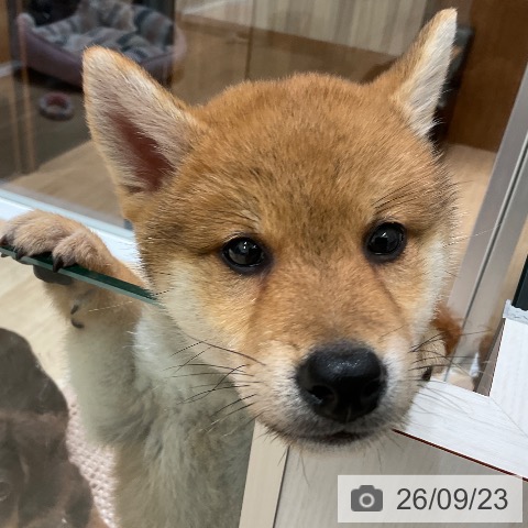 東京都の柴犬(標準サイズ) (ペットプラス 立川高島屋S.C.店/2026年7月22日生まれ/男の子/赤)の子犬の3枚目の画像