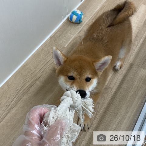 神奈川県の柴犬(標準サイズ) (ペットプラス アミーゴ藤沢店/2026年7月22日生まれ/男の子/赤)の子犬の4枚目の画像
